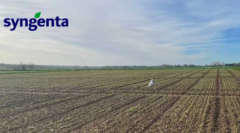 Late Drilled Spring Barley Crops: How to Get the Most From Them
