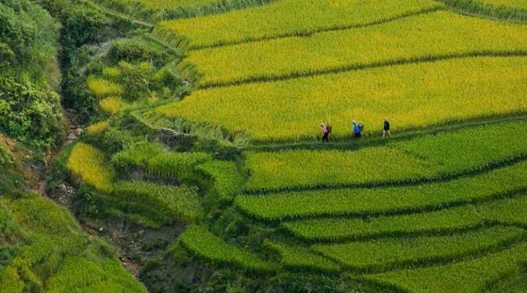 New Digital Hub to Stimulate Methane Reduction through Sustainable Rice Cultivation