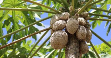 Parasitic Wasps Play Pivotal Role in Kenya’s Papaya Mealybug Control