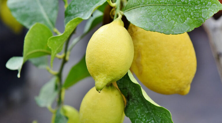 How to Manage Water and Fertilizer in Citrus Crops