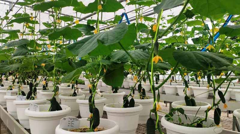 Farm University takes lead in introducing Gherkins in H.P.