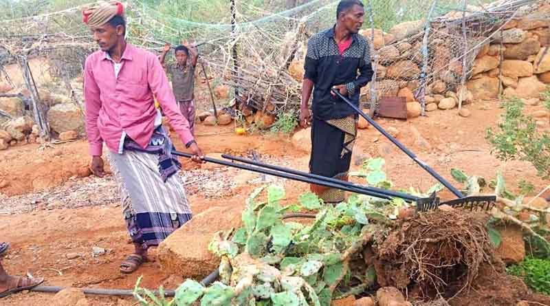 CABI Publishes Guide to the Naturalized, Invasive and Potentially Invasive Plants of Natural World Heritage Site