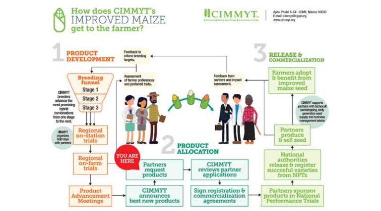 Eight new CIMMYT maize hybrids available from Eastern Africa breeding program