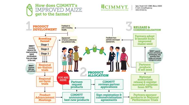 Eight new CIMMYT maize hybrids available from Eastern Africa breeding program