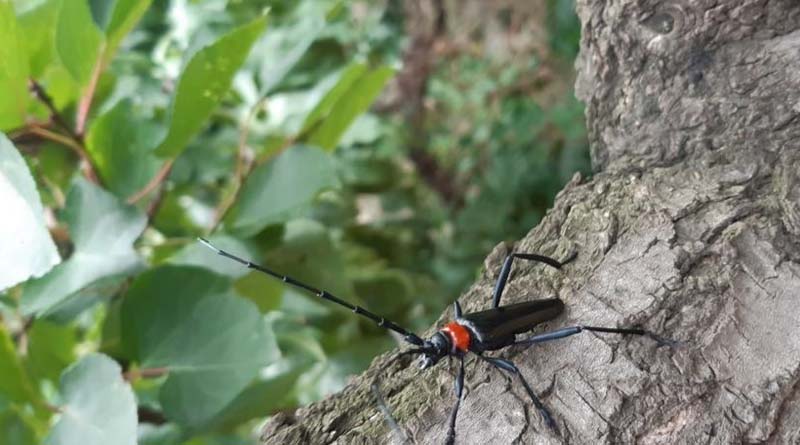 Study Explores Biology, Impact, Management and Potential Distribution of Destructive Longhorn Beetle