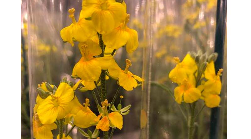 Discovery of Mechanism Plants Use to Change Seed Oil Could Impact Industrial, Food Oils