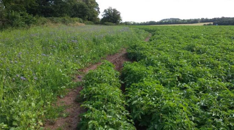 Green Cover Proves Headland Attraction