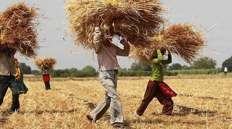 Organic agriculture in the tropics: a contributor to local livelihoods