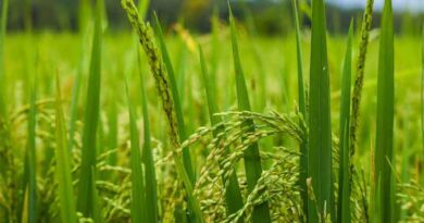 Precision Farming Revolutionizes Agriculture for Small Farmers in Asia Pacific