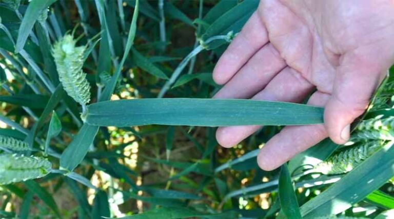 Finding the right T2 fungicide in 2024