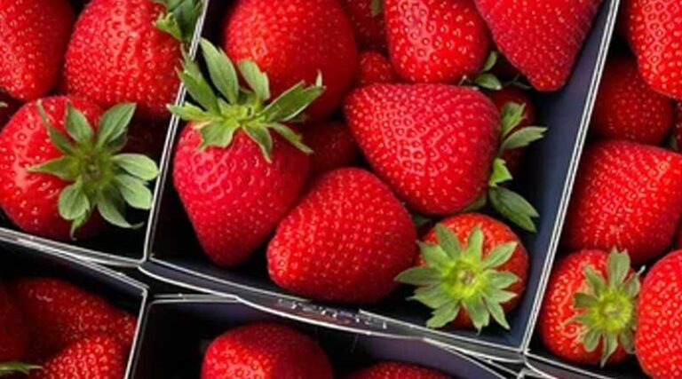 Self-sufficient Cultivation or Import: a Future-proof Perspective on Agriculture/horticulture