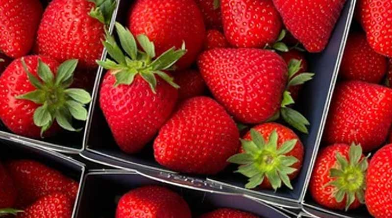 Self-sufficient Cultivation or Import: a Future-proof Perspective on Agriculture/horticulture