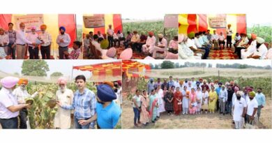 PAU Organizes Field Day on Sunflower