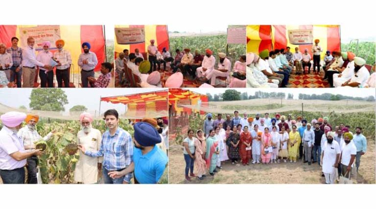 PAU Organizes Field Day on Sunflower