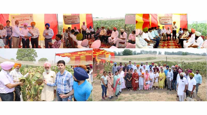 PAU Organizes Field Day on Sunflower