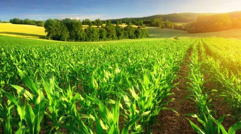 The Role of Potash in Sustainable Agriculture and Advancing Food Security