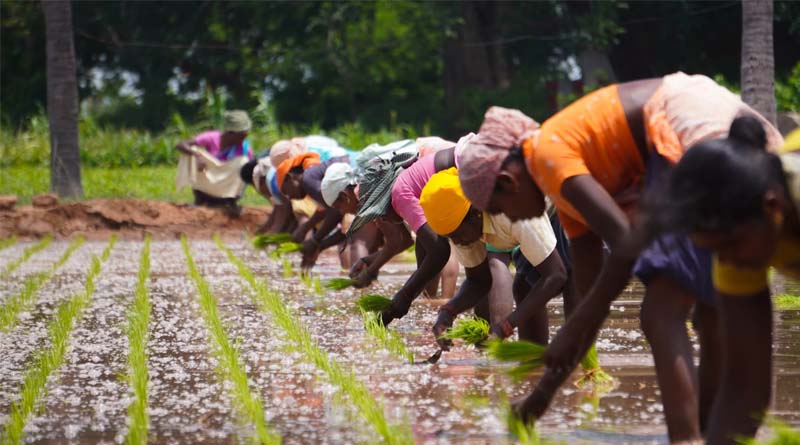 Ministry of Agriculture and Farmers Welfare Introduces Amendments to Fertilizer Control Order Specific to Biostimulants