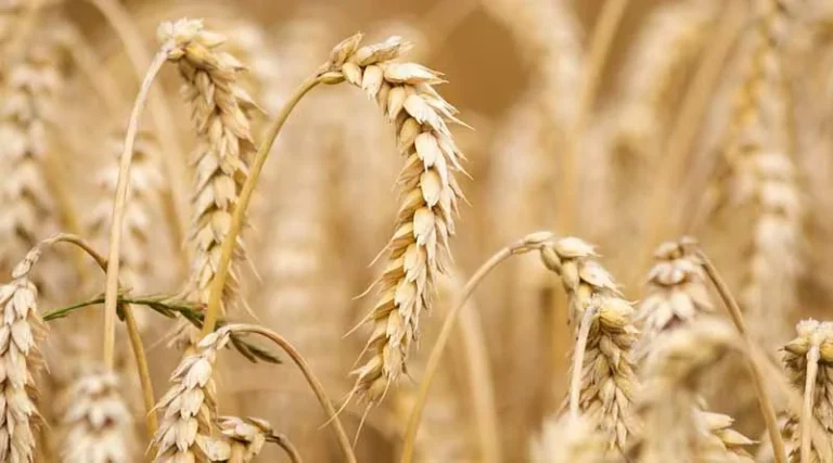Today's Wheat Mandi Rate (31 May 2024)