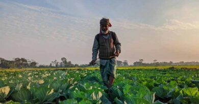 Plantwiseplus Develops Agro-input Dealer Training Scheme With Bangladesh Government
