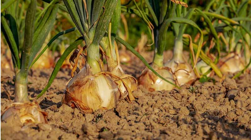 No Relief for Onion Farmers in India