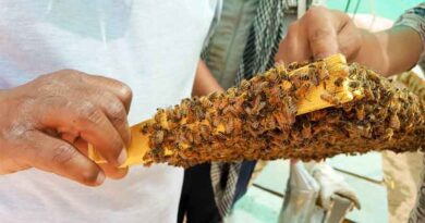 Main Honeybee Species for Beekeeping in India; Which Species to Rear for Maximum Honey