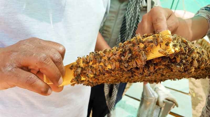 Main Honeybee Species for Beekeeping in India; Which Species to Rear for Maximum Honey