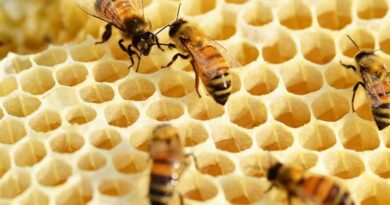How to Protect Bees From Mite Infestation