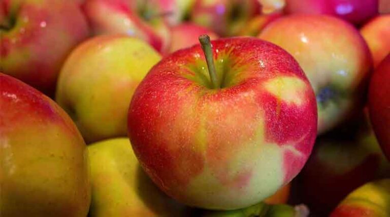 Apple Industry in Northern India Faces Challenges Amidst Changing Climate