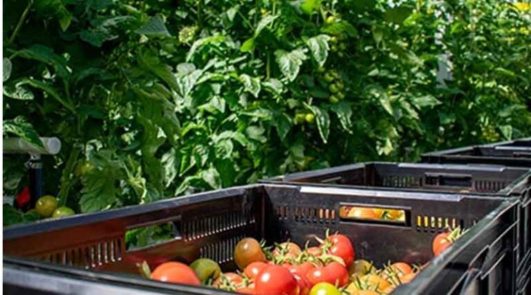 Highly ToBRFV-resistant Rexoso RZ Brings Consistency to Our Quality