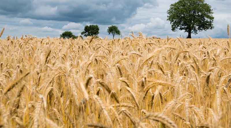 New Project to Use Earth Observation Data and Climate Forecasts for Targeted Management of Wheat Blast Disease