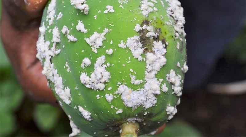 Natural Enemies Field Reservoirs play critical role in management of papaya mealybug, CABI study reveals