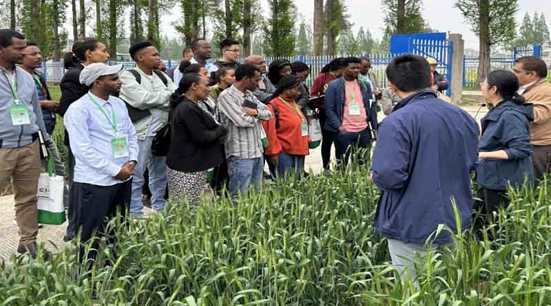 CIMMYT and China join forces to tackle wheat disease in Africa