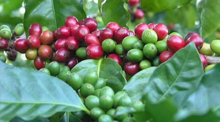 Agro-product Exports in the First 5 Months of 2024 Brought in 24.14 Billion USD