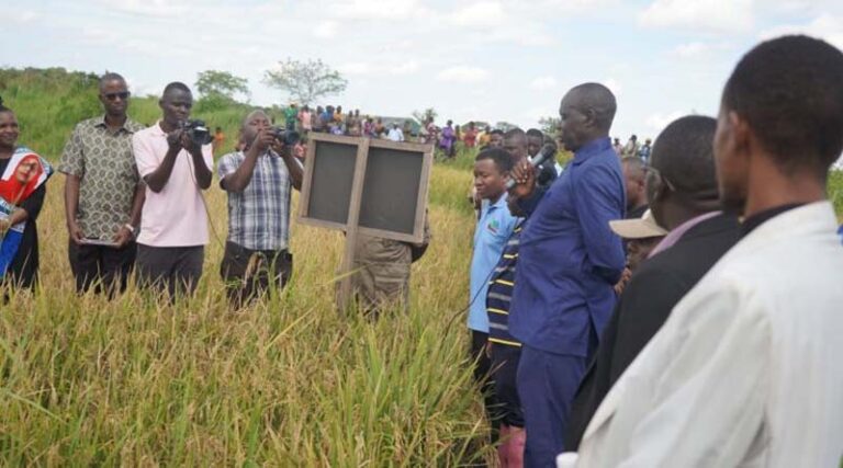 Project Update: NUTCAT Post Harvest Field Day Provides Convincing Results For Rice Farmers In Tanzania