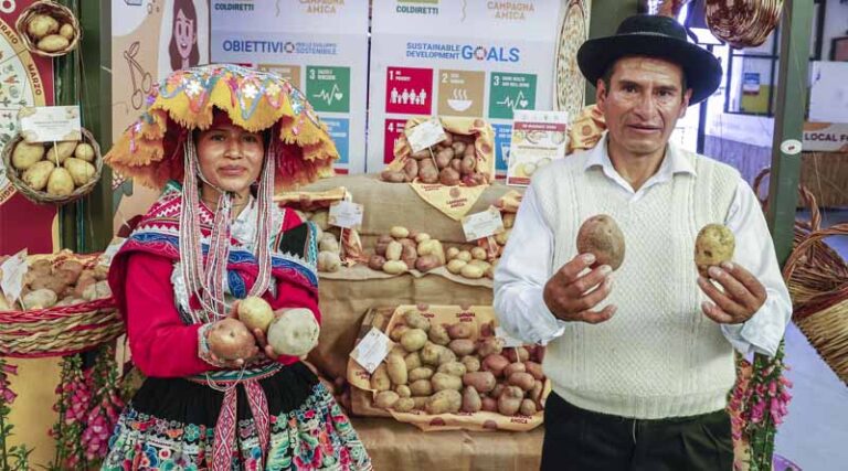 International Day of Potato: At inaugural celebration, FAO highlights crop’s significance and further potential