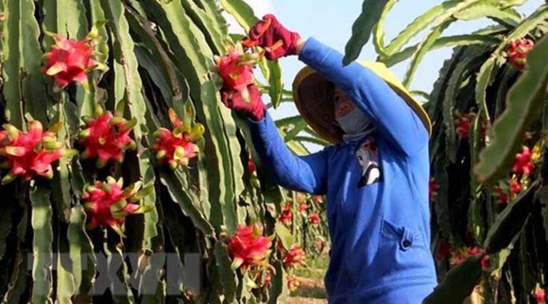 Boosting agricultural exports to the EU