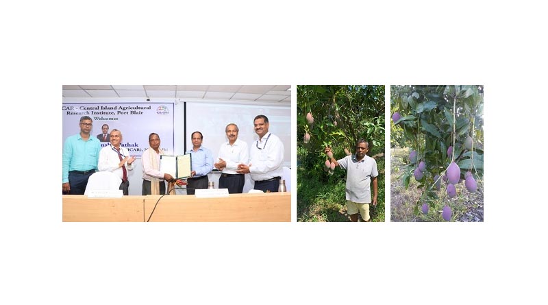 ‘Chinta Mango’ farmer’s variety registered in PPVFRA