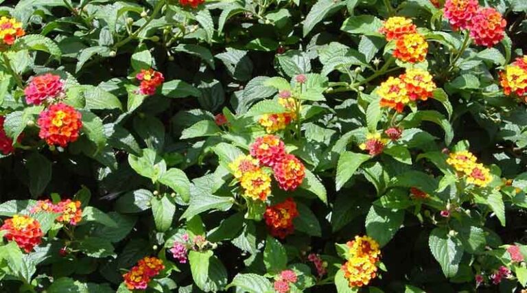 CABI and Malawi Government publishes guide to the naturalized and invasive plants of Malawi