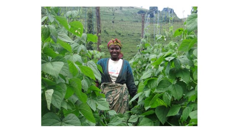 Rwandan Biofortified Bean Farmers Prosper From Greater Yields and Income