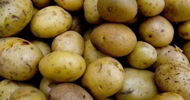 Scientists behind Global Seed Vault win 2024 World Food Prize