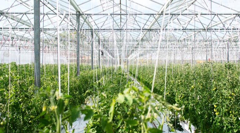 Agricultural Films and Bonding Market Report