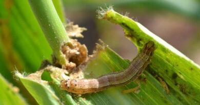 CABI’s expertise in plant health management highlighted at symposium to mark International Day of Plant Health