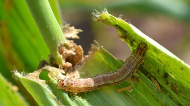 CABI’s expertise in plant health management highlighted at symposium to mark International Day of Plant Health