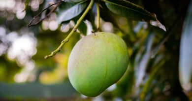 Dharwad's Alphonso Mangoes Conquer New Frontier in the US Market