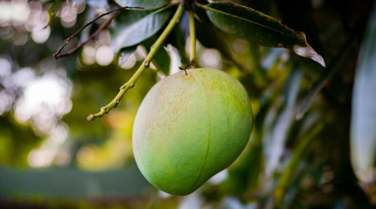 Dharwad's Alphonso Mangoes Conquer New Frontier in the US Market
