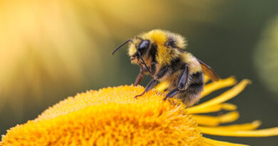 World Bee Day: Branding, Solid Strategy Necessary for India's Honey