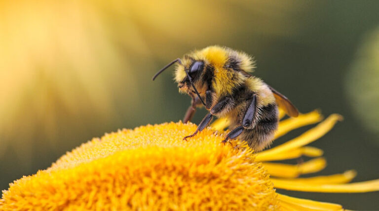 World Bee Day: Branding, Solid Strategy Necessary for India's Honey