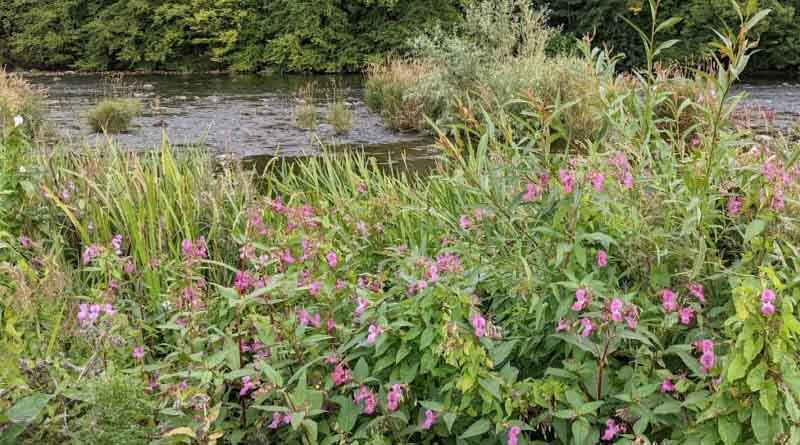 Invasive Species Week 2024 offers chance for CABI to highlight its expertise in weed management in the UK