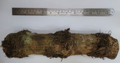 ICAR-CIARI Researchers Resolves the Mystery of Andaman’s Local Choi Jhaal: DNA Barcoding revealed as New Species for Indian Flora