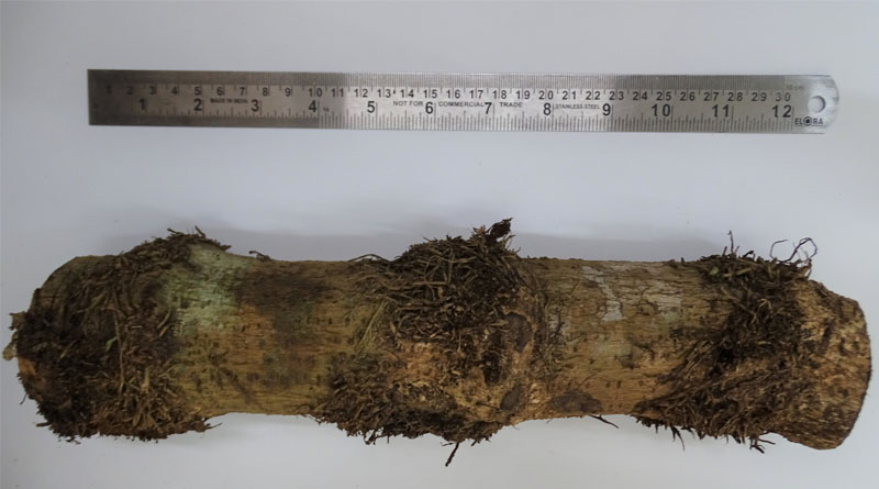 ICAR-CIARI Researchers Resolves the Mystery of Andaman’s Local Choi Jhaal: DNA Barcoding revealed as New Species for Indian Flora